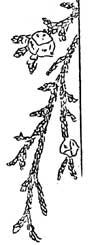 Western Red Cedar branch and cones