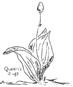 Queen's cup