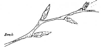 Beech branch