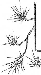 evergreen branches