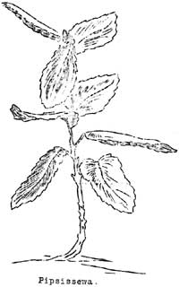 Pipsissewa