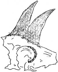 mountain goat skull