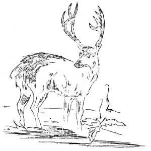 deer
