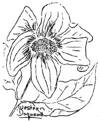 Western Dogwood flower