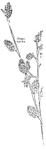 willow stamanite and pistallates