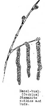hazel-bush (Corylus) Stamanite catkins and buds