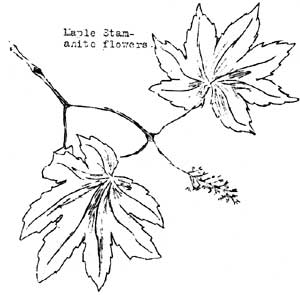 maple stamanite flowers