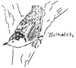 nuthatch