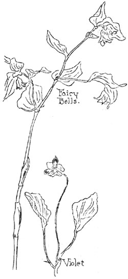 fairy bells and violets
