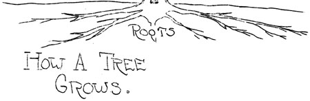 How a Tree Grows