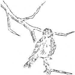sketch of bird