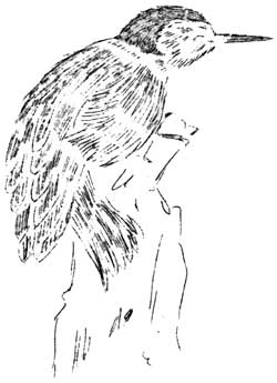 sketch of bird