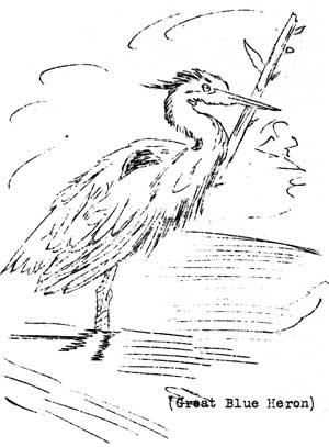 Great Blue Heron