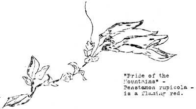 Penstamon rupicola