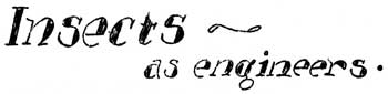 Insects - As Engineers