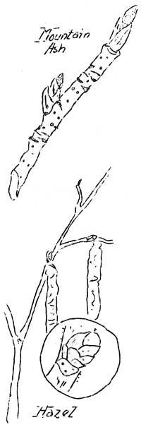 mountain ash and hazel twigs