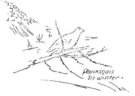 Ptarmigan in winter