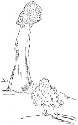 mushrooms