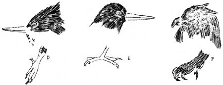 bird heads and feet