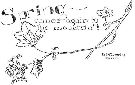 Spring Comes Again to 'The Mountain'!