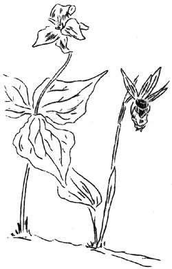 trillium and ladyslipper