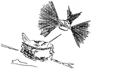 hummingbirds