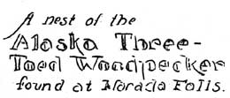 A Nest of the Alaska Three-Toed Woodpecker Found at Narada Falls