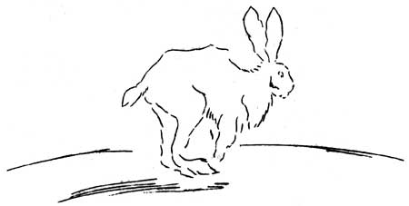 showshoe hare