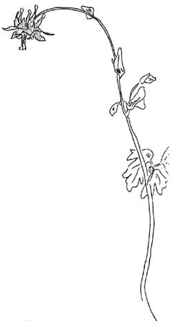 wildflowers