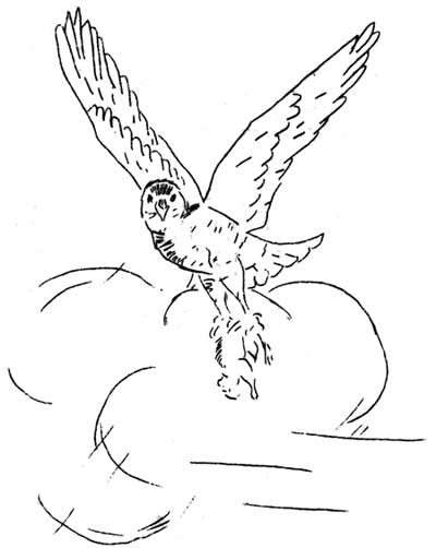 bird in flight with caught prey