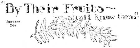 'By Their Fruits - We Shall Know Them.'