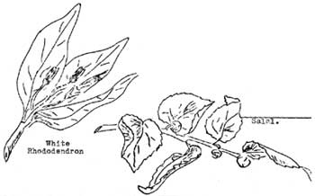 White Rhododendron and Salal