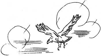 bird in flight