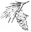 evergreen cone and needles