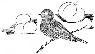 bird