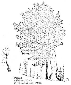 white-barked pine