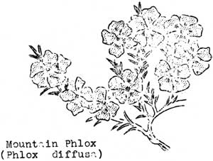 mountain phlox