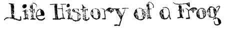 Life History of a Frog