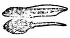 tadpole