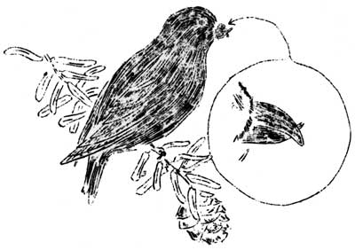 crossbill