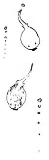 tadpoles
