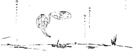 tadpoles