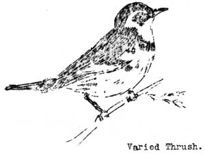varied thrush