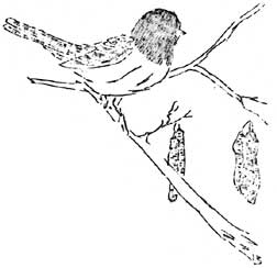 junco