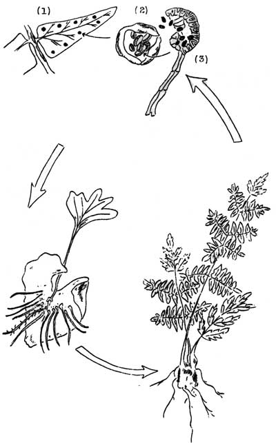 ferns