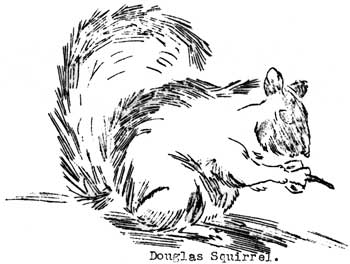douglas squirrel