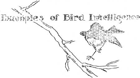 Examples of Bird Intelligence