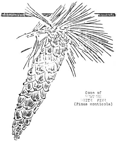 cone of Western White Pine (Pinus monticola)