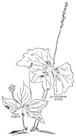 star flower and sweet-after death