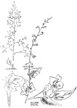 alumroot, youth-on-age, salmonberry